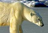 carbon calculator - climate change - greenhouse gas calculator